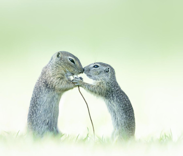 01 cupoty alex pansier true love