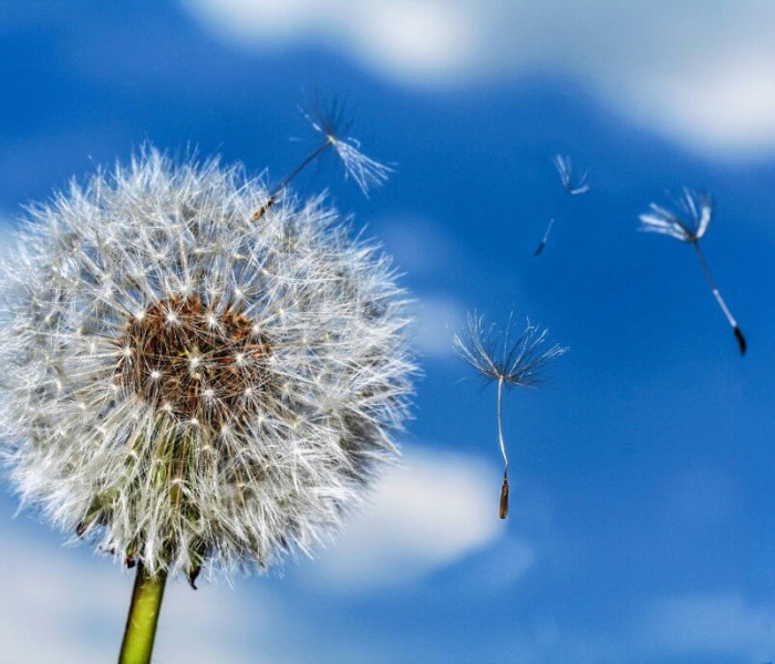 bewegte bilder 3 pusteblume 1030x687