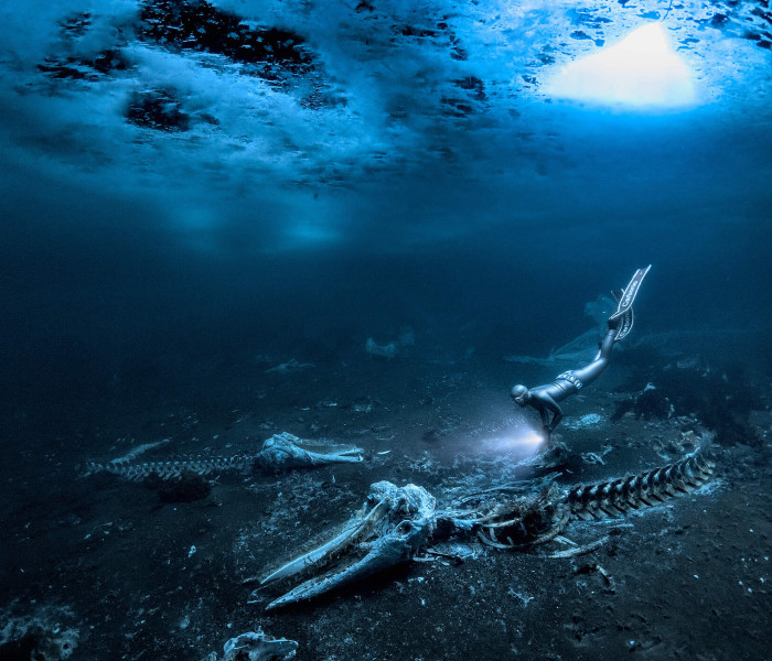 csm EINMALIGE VERWENDUNG Whale Bones Greenland c Alex Dawson UPY 2024 b5dc9579df v2