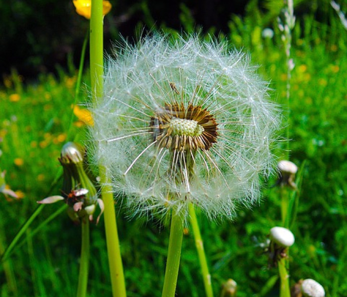 dandelion 2707485 640