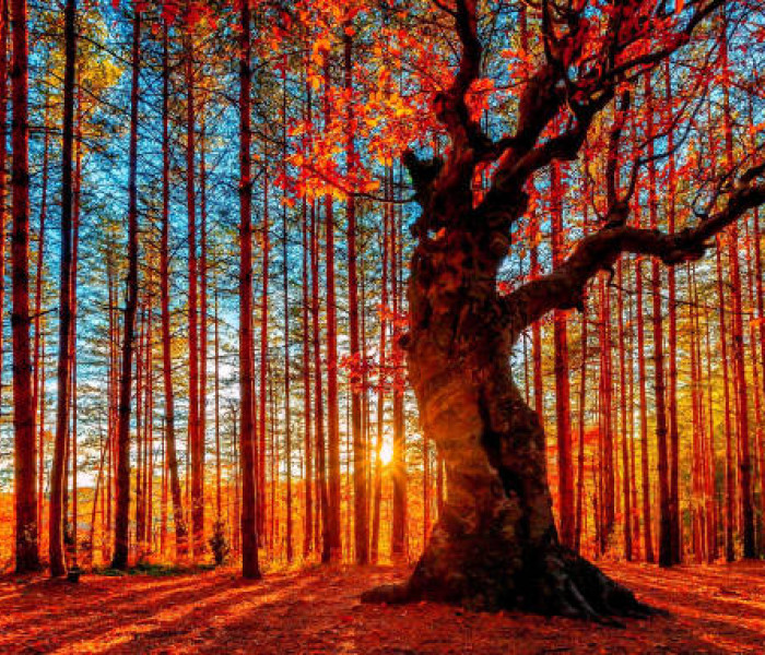 istockphoto 1162998855 612x612