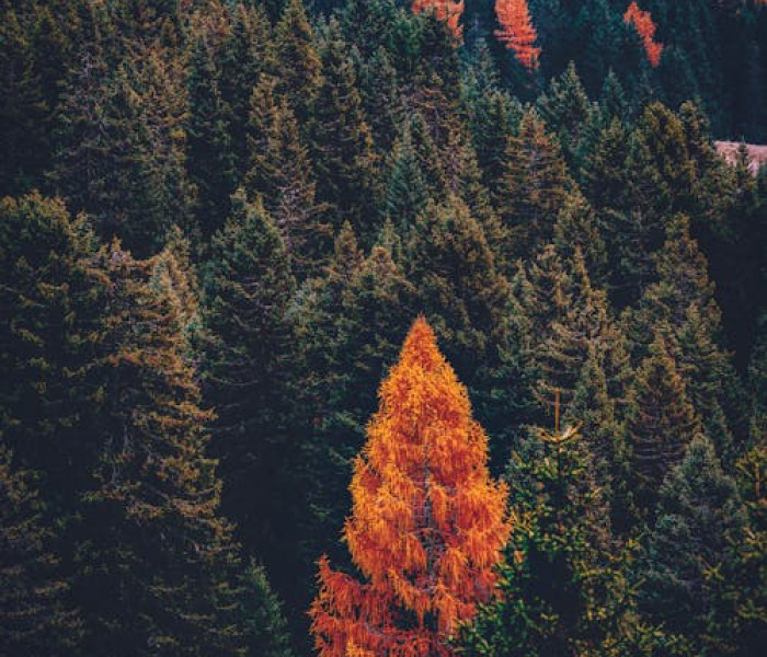 pexels photo 3389538